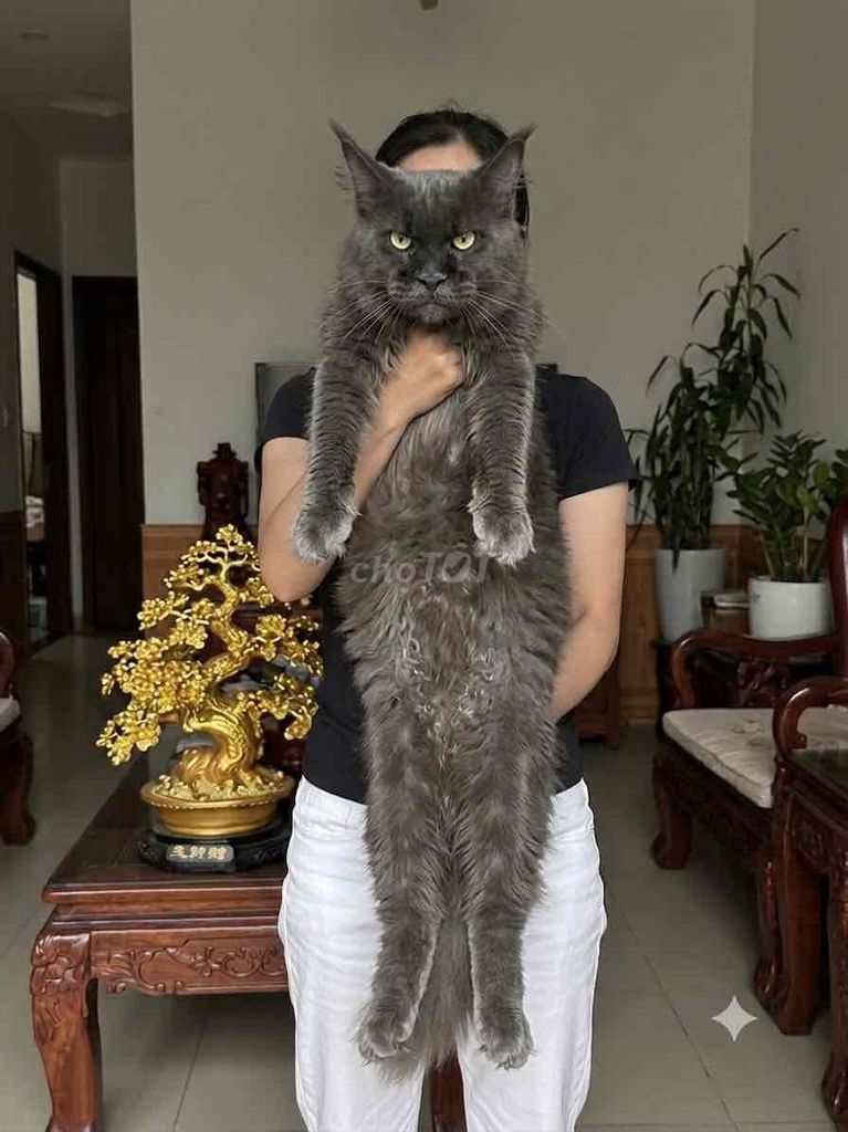 Mèo Maine Coon xách tay từ Nga cái. Mua bán Mèo tại Thành phố Thủ Đức Tp Hồ Chí Minh được đăng bởi BÁN THÚ CƯNG KHÔNG ĐĂNG ẢNH LỪA ĐẢO  hình 1