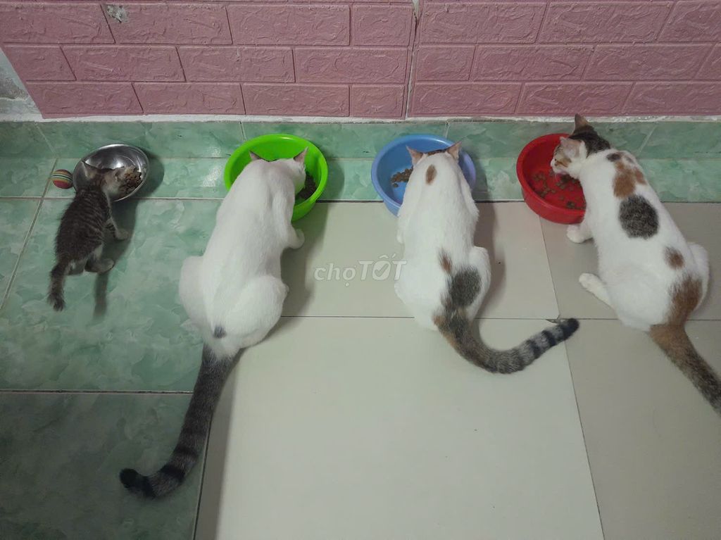 Mèo Đa sắc. Mua bán Mèo tại Huyện Bình Chánh Tp Hồ Chí Minh được đăng bởi Hảo Hảo hình 1