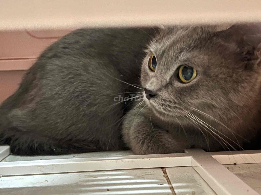 Mèo scottish fold xám cái. Mua bán Mèo tại Quận 3 Tp Hồ Chí Minh được đăng bởi Huy Phước hình 1