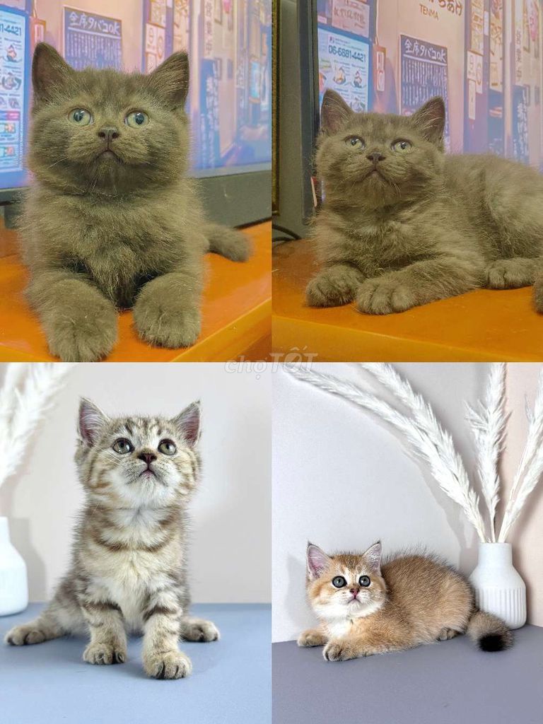 Mèo Anh Chân Lùn. Mua bán Mèo tại Huyện Châu Thành Hậu Giang được đăng bởi Lê Đăng Khoa hình 7