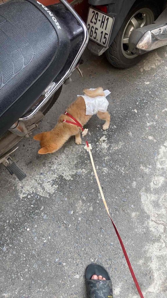 Chó Shiba cái 3 tháng tuổi. Mua bán Chó tại Quận Long Biên Hà Nội được đăng bởi Anh Dũng Nguyễn hình 1