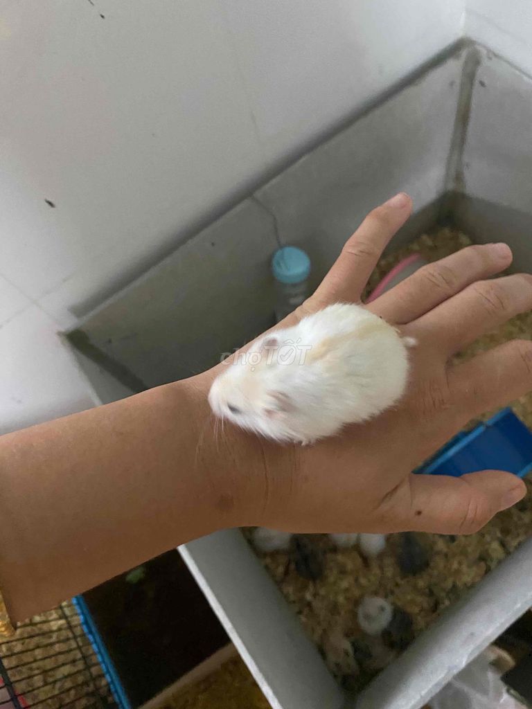 hamster e có đủ màu ạ. giá sỉ 25k thôi ạ