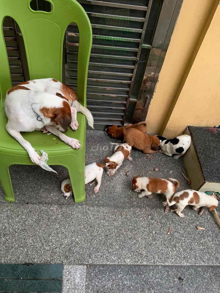 Chó con giống nhỏ nhiều màu đã tiêm. Mua bán Chó tại Thành phố Ninh Bình Ninh Bình được đăng bởi Lê Thủy hình 1