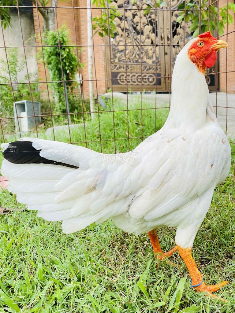 Gà Bướm Thái Mỹ Trắng 2.3-2.4kg trạng 2,5kg. Mua bán Gà tại Thành phố Biên Hòa Đồng Nai được đăng bởi Đinh Hoàng Nam hình 1