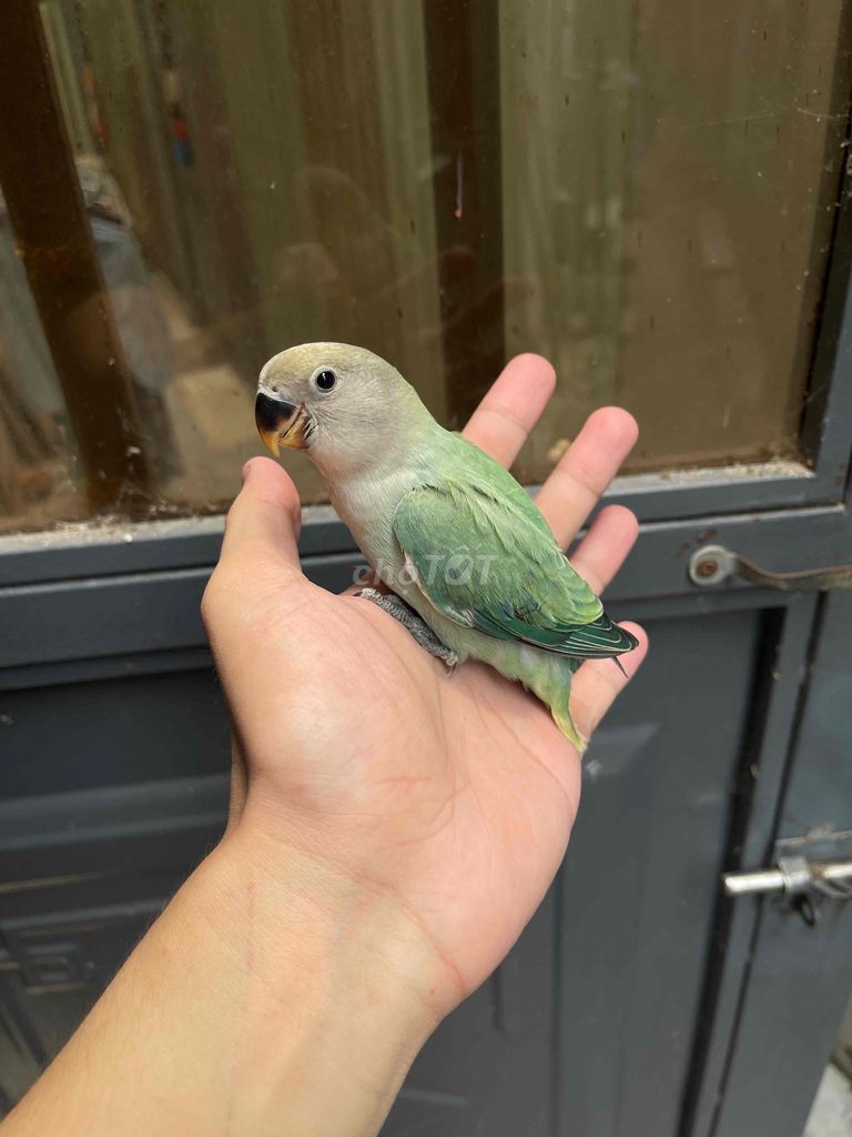 Vẹt Love bird Xanh lá đã biết ăn hạt. Mua bán Chim tại Quận Sơn Trà Đà Nẵng được đăng bởi Vu Nguyen hình 1