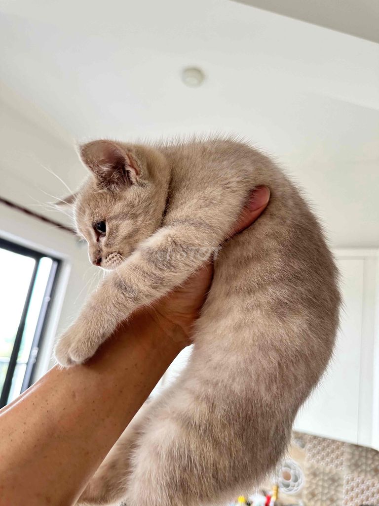 mèo ALN thuần chủng màu Lilac cái 2 tháng tuổi