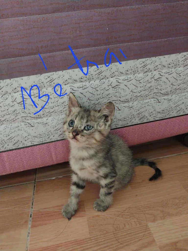 mèo lai anh. Mua bán Mèo tại Quận 12 Tp Hồ Chí Minh được đăng bởi thu hình 4