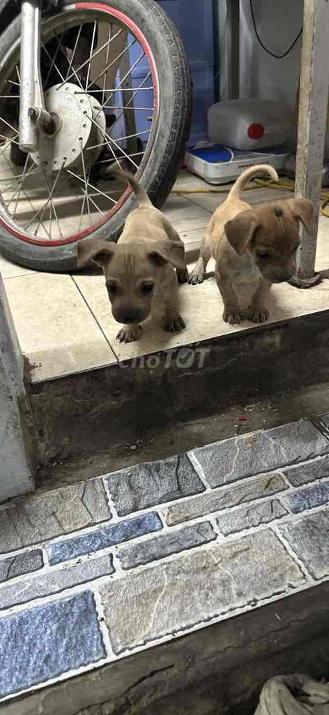 Chó súc xích nâu vàng con. Mua bán Chó tại Huyện Hoài Đức Hà Nội được đăng bởi Nguyễn Ngọc Nam hình 1