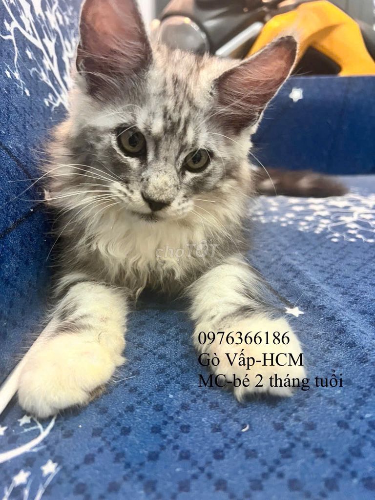 Các bé mèo  Maine Coon cần tìm chủ yêu thương. Mua bán Mèo tại Quận Gò Vấp Tp Hồ Chí Minh được đăng bởi Linh NGuyễn hình 4