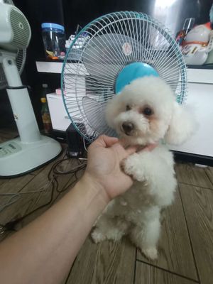 Poodle đưc size nhỏ. Mua bán Chó tại Thành phố Long Xuyên An Giang được đăng bởi Nương