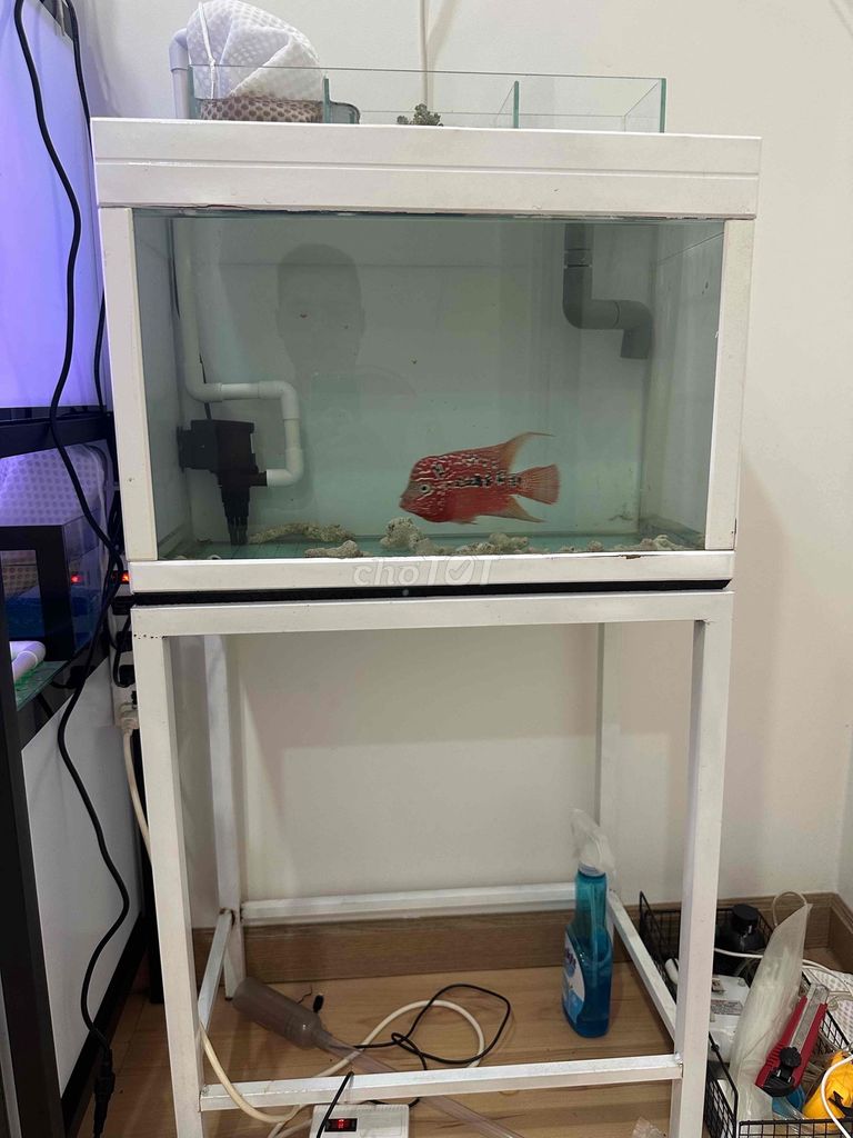 Bể cá cảnh Kính Trắng 50x30x40cm. Mua bán Thú cưng khác tại Quận Tân Bình Tp Hồ Chí Minh được đăng bởi Thành Minh hình 1