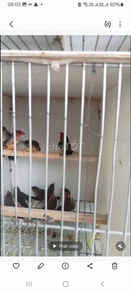 Chim manh manh hoa mai non trống 2 tháng đã tiêm. Mua bán Chim tại Quận Long Biên Hà Nội được đăng bởi tổng kho sỉ hình 1