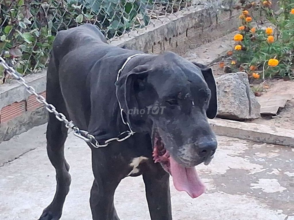 Chó Great Dane đực trên 50kg. Mua bán Chó tại Thành phố Biên Hòa Đồng Nai được đăng bởi Nhân Rottweiler  hình 1