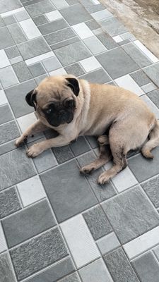 Chó Pug đực màu Nâu vàng