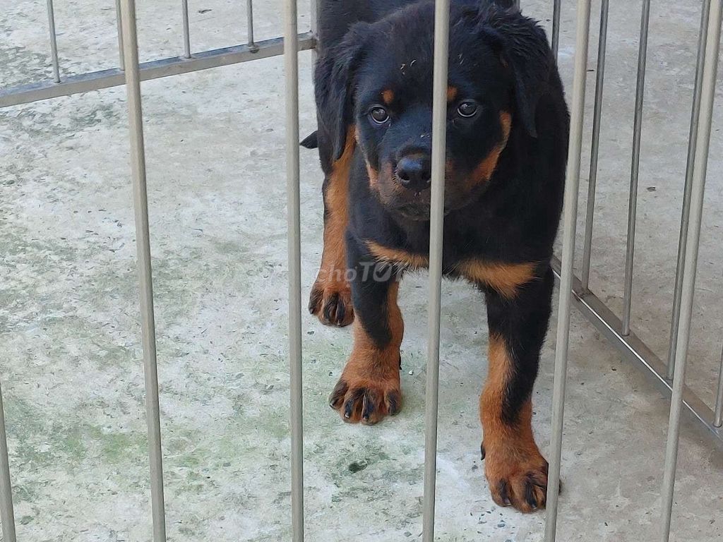 Chó Rottweiler Rặt Giống.