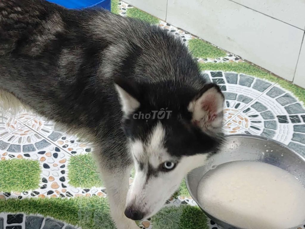 Chó Husky Choai.CÁI. Mua bán Chó tại Thành phố Thủ Dầu Một Bình Dương được đăng bởi Nhân Rottweiler  hình 1