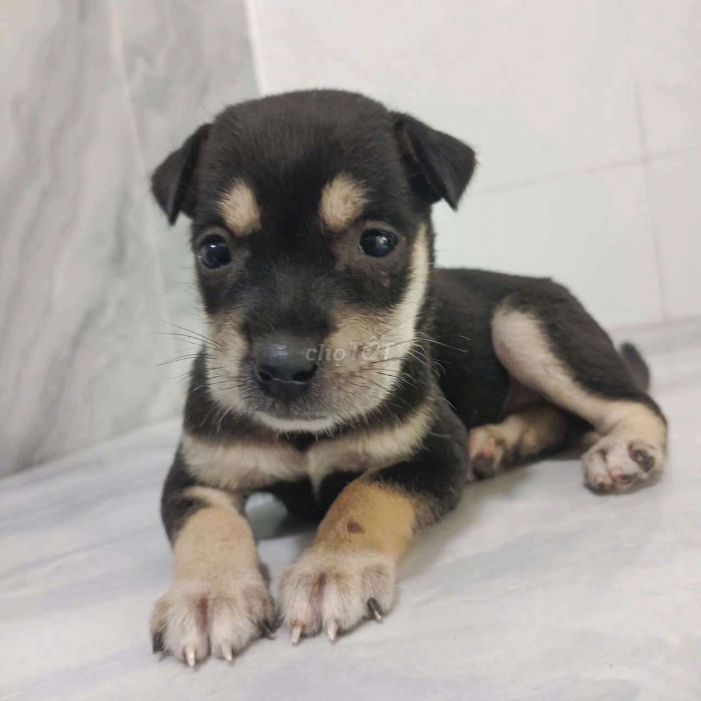 Chó Lạp xưởng lai chân lùn ăn giỏi rất nghe lời. Mua bán Chó tại Quận 6 Tp Hồ Chí Minh được đăng bởi Tăng Chí Lương  hình 1