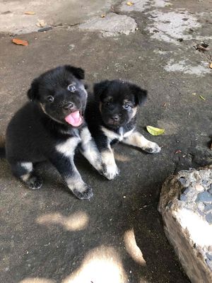 Chó con Đen, vàng kem 45 ngày tuổi