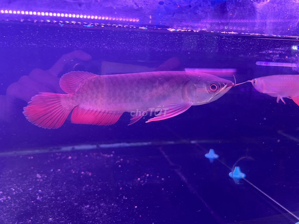 Huyết long Indo,U 19/20cm_đầu muỗng,đuôi to,ửng đỏ. Mua bán Thú cưng khác tại Quận Bình Tân Tp Hồ Chí Minh được đăng bởi cacanhnamlong hình 3