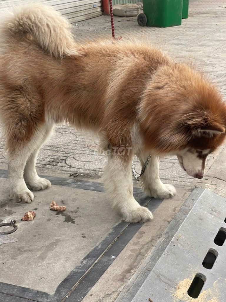 Chó Alaskan đực 2 tuổi. Mua bán Chó tại Thành phố Thuận An Bình Dương được đăng bởi NGUYEN THI THANH TAM hình 1