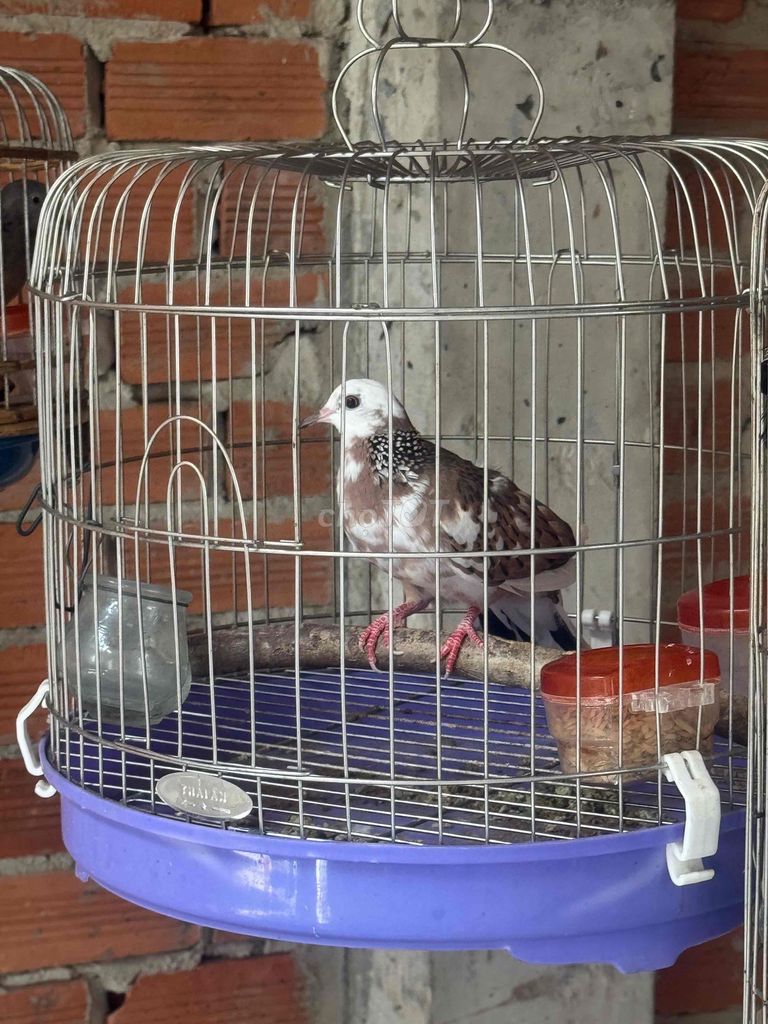 Chim cu thái mái bông. Mua bán Chim tại Quận Tân Bình Tp Hồ Chí Minh được đăng bởi Hiếu Hiếu hình 1