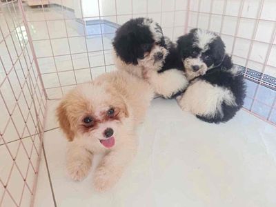 Chó Poodle bò sữa Tiny