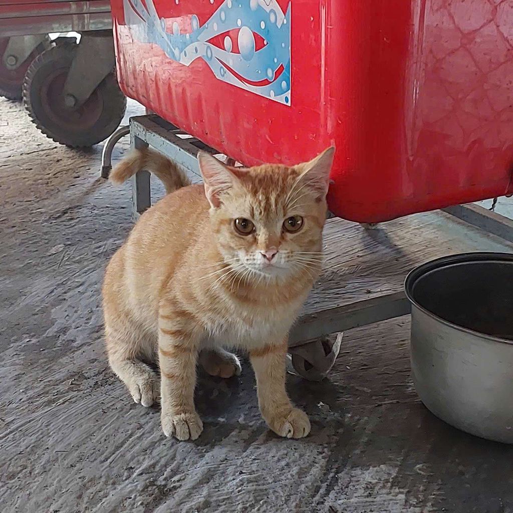 Tìm nhà cho bé mèo anh lông ngắn (đực  ). Mua bán Mèo tại Quận 12 Tp Hồ Chí Minh được đăng bởi Nguyễn Thị mai phương hình 2