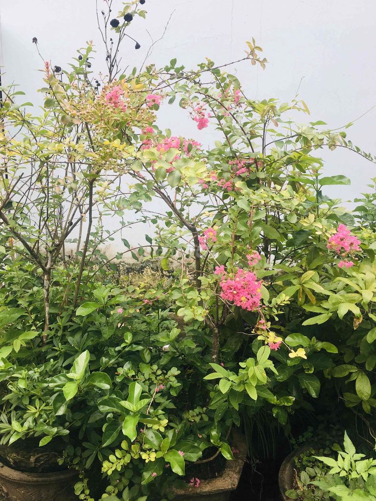 Cây tường vi hồng. Mua bán Cây cảnh, đồ trang trí tại Thành phố Buôn Ma Thuột Đắk Lắk được đăng bởi chuyên gà tre gia cong và cây cảnh bonsai hình 1