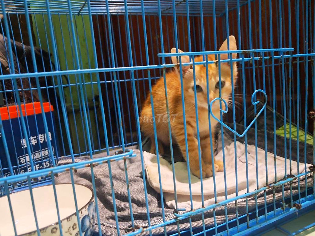 Cần cho em mèo ạ. Mua bán Mèo tại Thành phố Dĩ An Bình Dương được đăng bởi Juni Trần hình 1