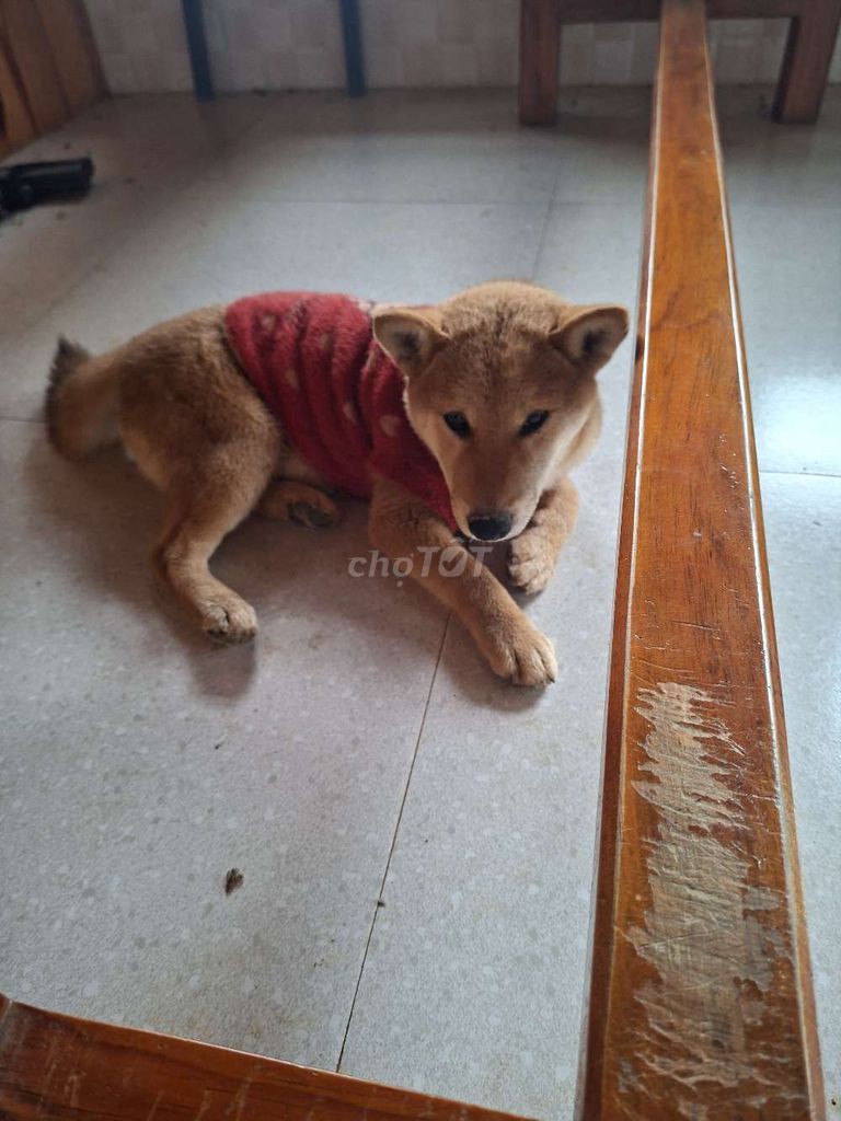 Chó Shiba Inu Nâu vàng. Mua bán Chó tại Thành phố Đà Lạt Lâm Đồng được đăng bởi Phan Thành Thi hình 1