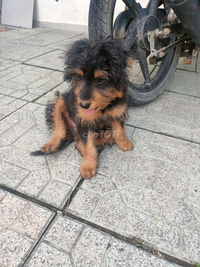 Tôi muốn bán một bé Yorkshire 4 tháng tuổi.. Mua bán Chó tại Huyện Đông Sơn Thanh Hóa được đăng bởi Doãn Tuấn hình 1