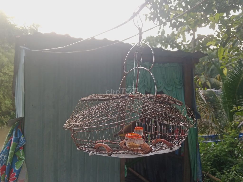 chim cảnh Lồng inox quấn đồng. Mua bán Chim tại Thành phố Cao Lãnh Đồng Tháp được đăng bởi Nguyễn Trọng Khang hình 1