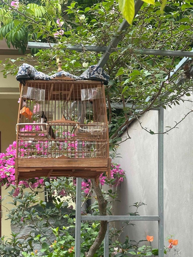 Chim chào mào tạp giọng màu Đen, trắng, đỏ. Mua bán Chim tại Huyện Thường Tín Hà Nội được đăng bởi Nguyễn văn toản  hình 1