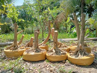 Lô mai phôi 9 cây tặng 3.. Mua bán Cây cảnh, đồ trang trí tại Huyện Tháp Mười Đồng Tháp được đăng bởi Minh Hồ