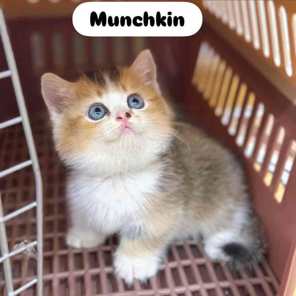 Mèo Munchkin cái/ đực. Mua bán Mèo tại Huyện Hoài Đức Hà Nội được đăng bởi Mei Mei hình 1