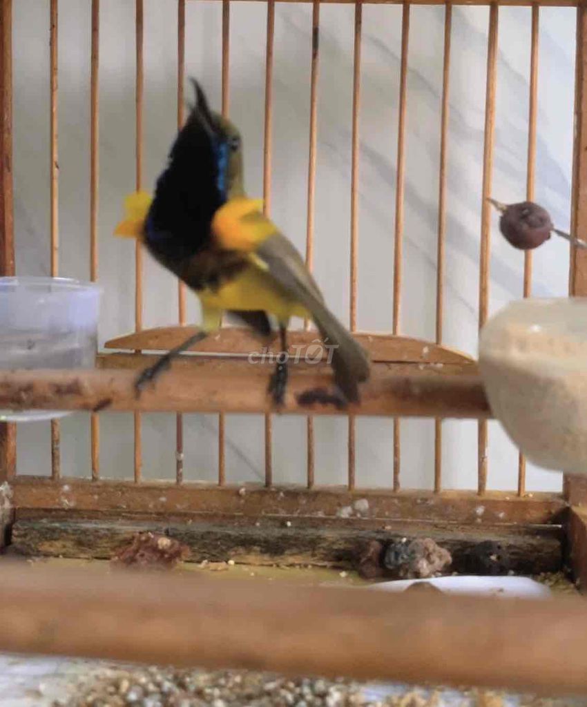 Hút mật 5 màu bụng vàng - chiến binh chém cánh