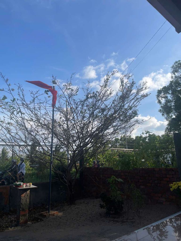 Cây cảnh Mai. Mua bán Cây cảnh, đồ trang trí tại Huyện Thới Bình Cà Mau được đăng bởi Đoàn May hình 1