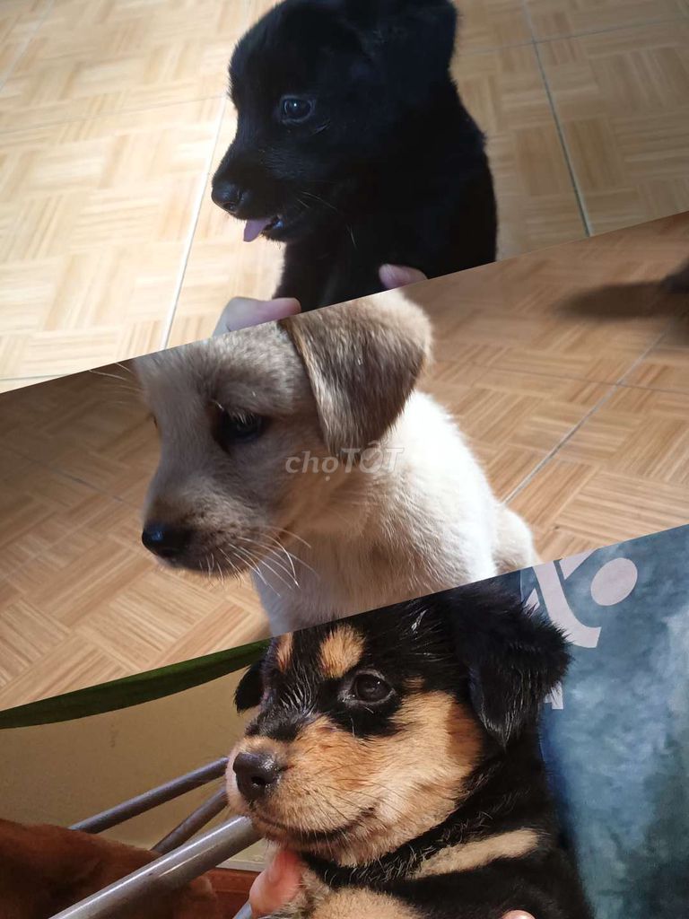 Chó con gần 2 tháng. Mua bán Chó tại Huyện Thanh Trì Hà Nội được đăng bởi Đạt Nguyễn hình 1