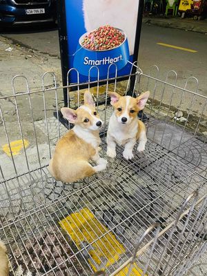 Corgi thuần chủng có giấy tờ. Mua bán Chó tại Thành phố Vũng Tàu Bà Rịa - Vũng Tàu được đăng bởi Chaien Pet Shop