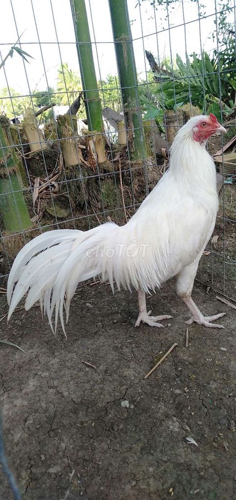 Gà trống 2.9kg đực màu Trắng. Mua bán Gà tại Huyện Phong Điền Cần Thơ được đăng bởi Ký cần Thơ  hình 1