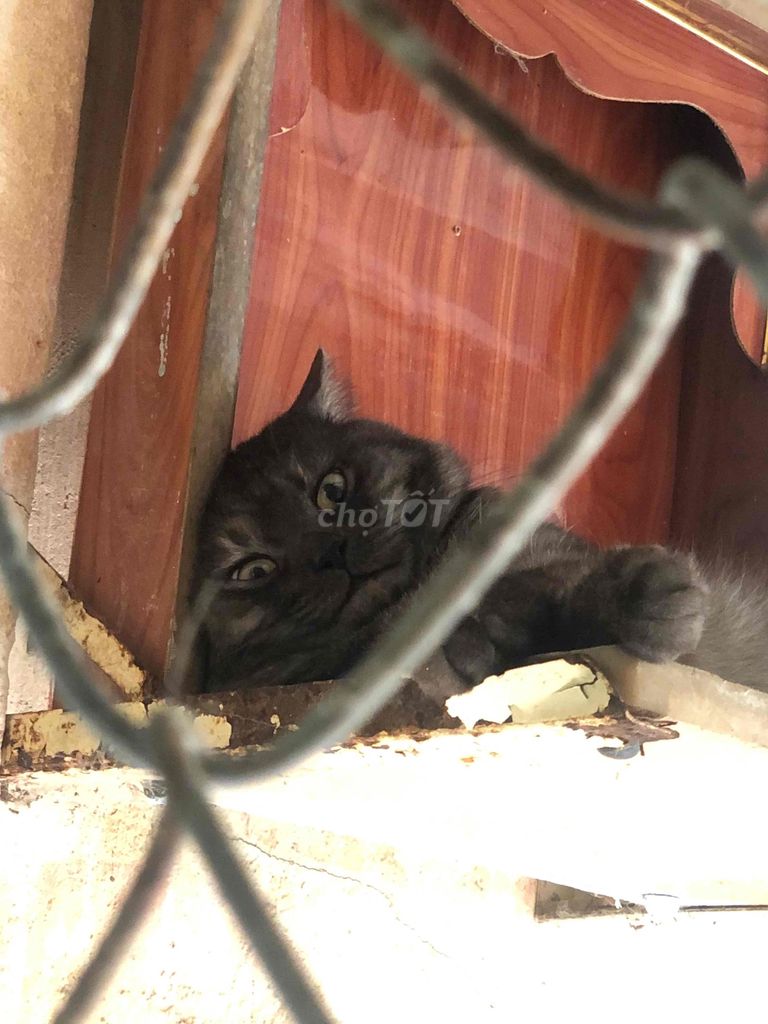 Mèo ALN đực trên 1 tuổi. Mua bán Mèo tại Huyện Long Điền Bà Rịa - Vũng Tàu được đăng bởi biều thị hải yên  hình 1