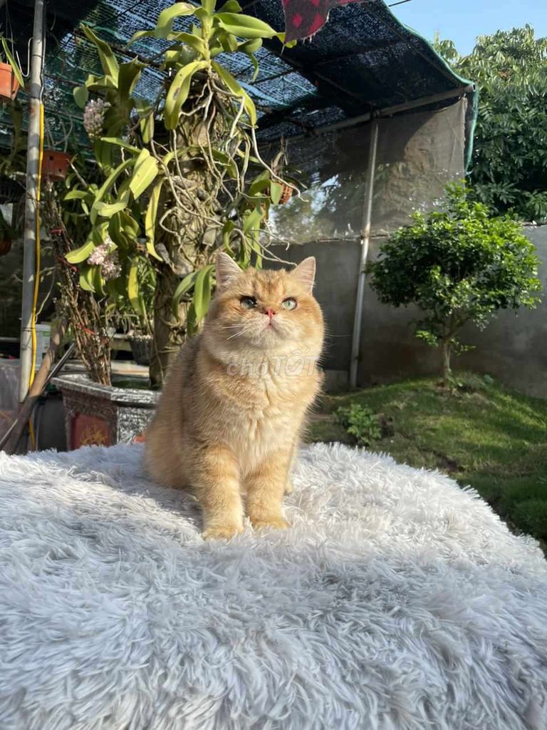 mèo golden đực