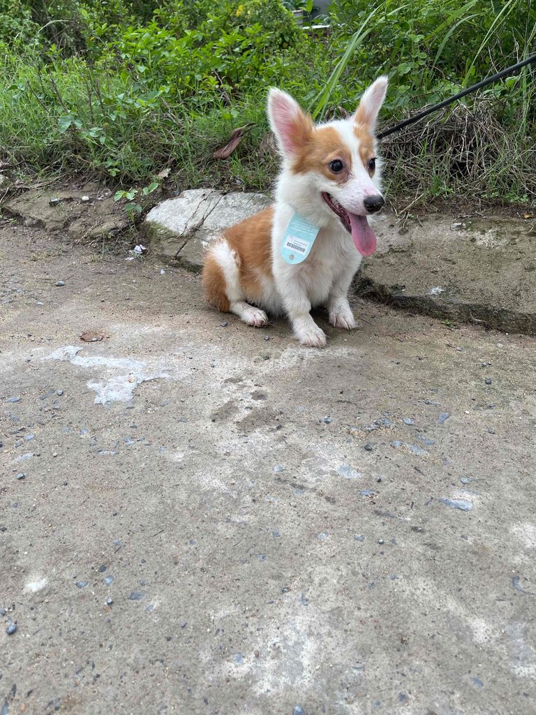 corgi cái thanh lý. Mua bán Chó tại Thành phố Thủ Đức Tp Hồ Chí Minh được đăng bởi bin hình 2