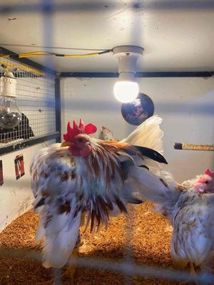 trống bông vàng, hàng ko vẹo đuôi. Mua bán Gà tại Huyện Hóc Môn Tp Hồ Chí Minh được đăng bởi SERAMA Nguyễn Lành