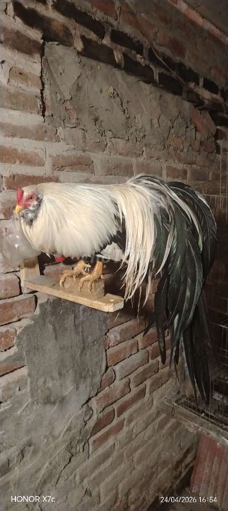 Gà tre Tân Châu chuối trắng Đuôi dài. Mua bán Gà tại Huyện Đan Phượng Hà Nội được đăng bởi Trí Cảnh hình 1