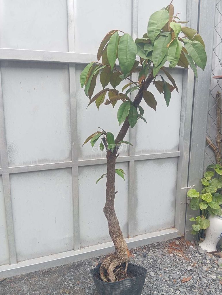 Cây cảnh Sữa mica tím thân gốc to. Mua bán Cây cảnh, đồ trang trí tại Huyện Củ Chi Tp Hồ Chí Minh được đăng bởi Cây kiểng giá rẻ LT1 hình 1