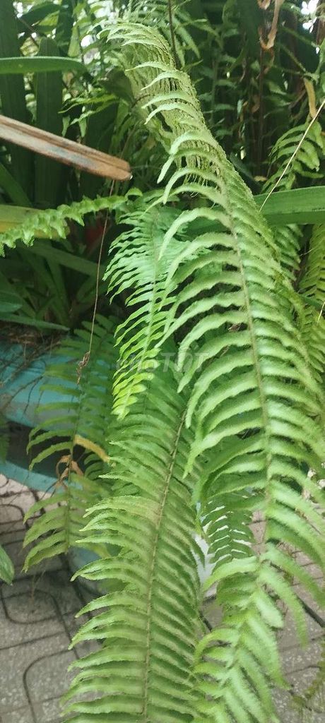 Cây cảnh trang trí nhà cửa thanh lọc không khí. Mua bán Cây cảnh, đồ trang trí tại Thành phố Tây Ninh Tây Ninh được đăng bởi Nhânlh hình 1