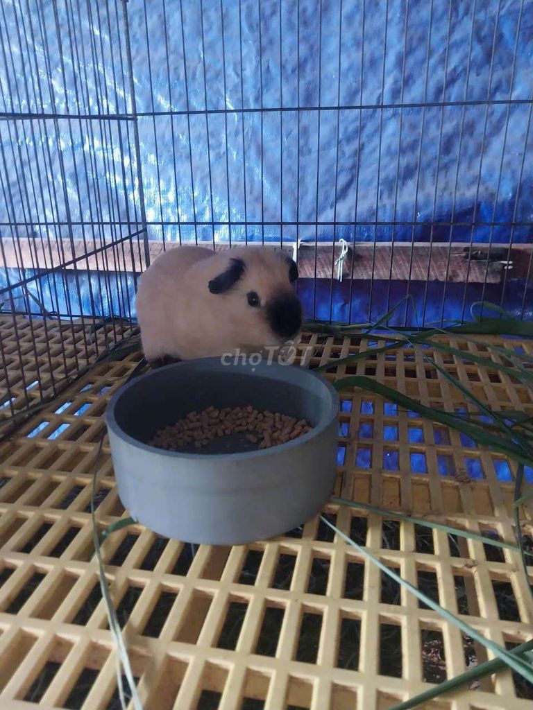 Bọ ú Cali tại Tân Bình - Sài Gòn!. Mua bán Thú cưng khác tại Quận Tân Bình Tp Hồ Chí Minh được đăng bởi Thái Huy Hòa hình 1