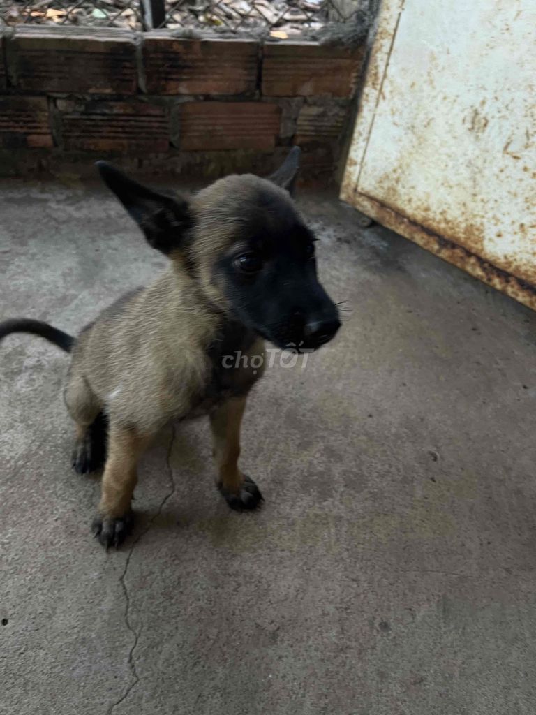 Chó Malinois đực 4kg. Mua bán Chó tại Huyện Xuyên Mộc Bà Rịa - Vũng Tàu được đăng bởi Phạm Tuấn hình 1