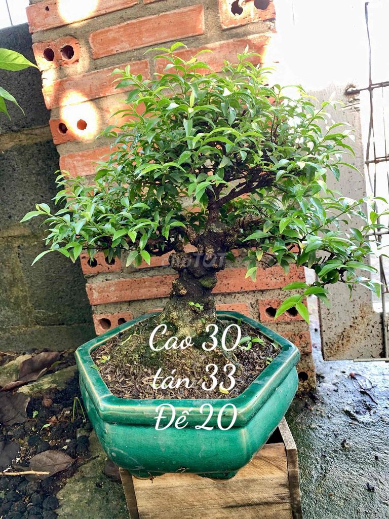 Cây cảnh Bonsai Mai chiếu thủy. Mua bán Cây cảnh, đồ trang trí tại Huyện Trảng Bàng Tây Ninh được đăng bởi Tuyết Tuyết hình 1